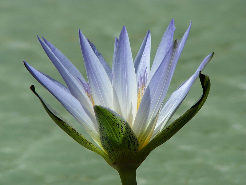 Файл:Nymphaea caerulea flower.JPG