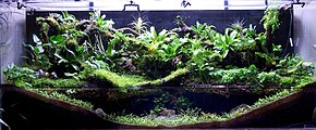 An aquarium viewed from the front. At the bottom front, dark substrate material is built up high at the left and right sides, and low in the center, and its surface is covered by tiny green plants. Water fills the center of the tank, to about halfway up the total height of the tank. Many and various larger plants grow above the water, and over the back wall of the aquarium.