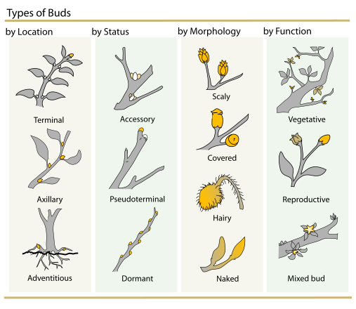 File:Plant Buds clasification.svg