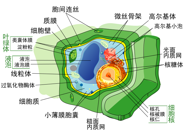 File:Plant cell structure svg-zh-cn.svg