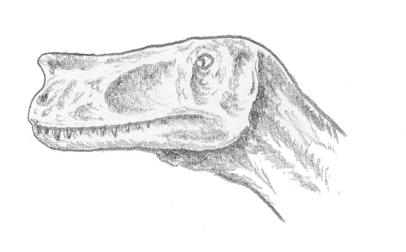 Archivo:Proceratosaurus.jpg