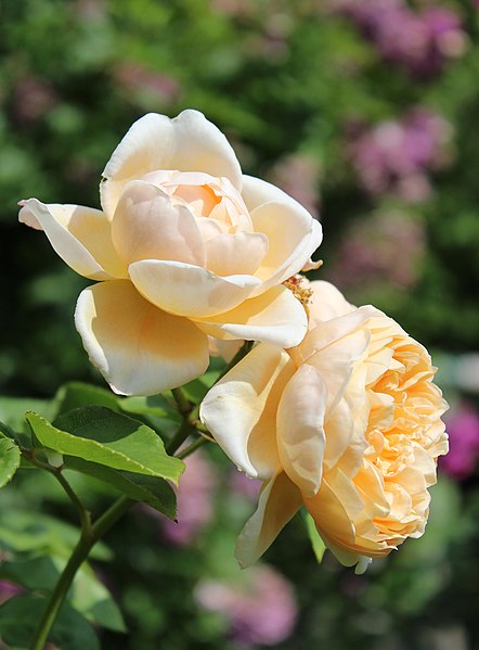 File:Rosa Charlotte.jpg