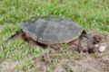 Female Common Snapping Turtle (Chelydra serpentina) looking for a suitable spot to lay her eggs