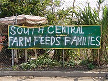 South Central Farm 2.jpg