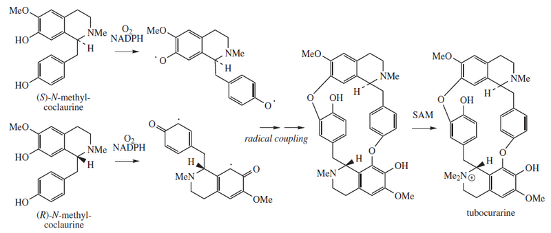 File:Tubocurarine proposed biosynthesis.png