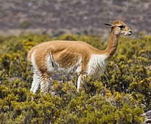 Vicuña (Vicugna vicugna)