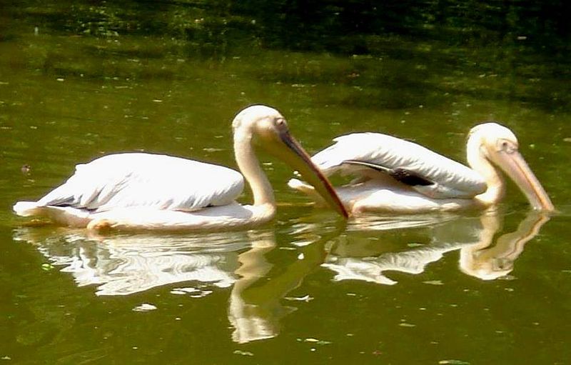 File:White pelicanss.jpg