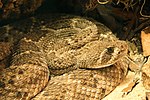 Thumbnail for Western diamondback rattlesnake