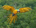 El guacamayo azul y amarillo (Ara ararauna) es un guacamayo netamente sudamericano: su área de distribución comprende desde Panamá hasta el norte de Argentina pasando por toda la cuenca amazónica. Por Luc Viatour.