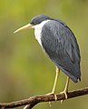 La garceta pía (Egretta picata) es una especie de ave pelecaniforme de la familia Ardeidae propia del norte de Australia, Indonesia y Nueva Guinea. Por JJ Harrison.