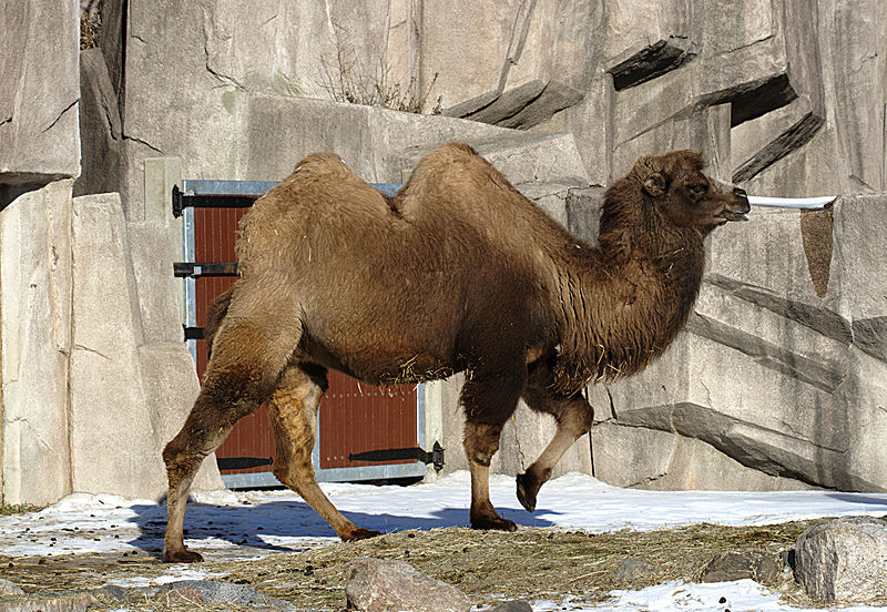 File:Bactrian Camel b d.jpg