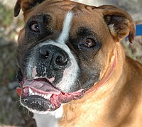 A fawn boxer head