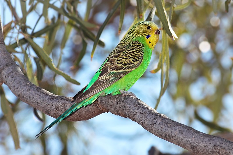 File:Budgerigar-strzelecki-qld.jpg