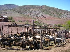 Goat husbandry in Chile