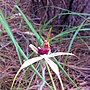 Thumbnail for Caladenia ensata