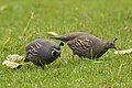 A pair in New Zealand