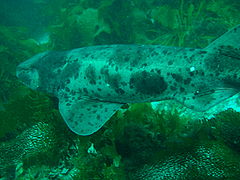 A shark with gray mottling and a rounded body and head swims just over a bed of seaweed