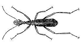 Collyris longicollis