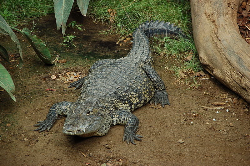 Archivo:Crocodile de Morelet.jpeg