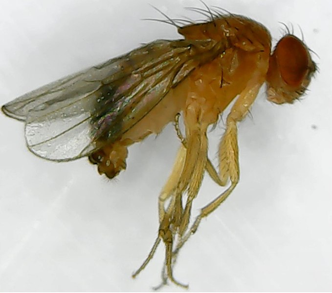 File:Drosophila melanogaster under microscope.jpg