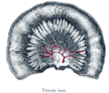 Loop of small intestine showing distribution of intestinal arteries