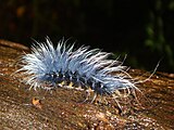 Caterpillar in a tree, India