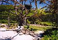 Henderson Island shelter