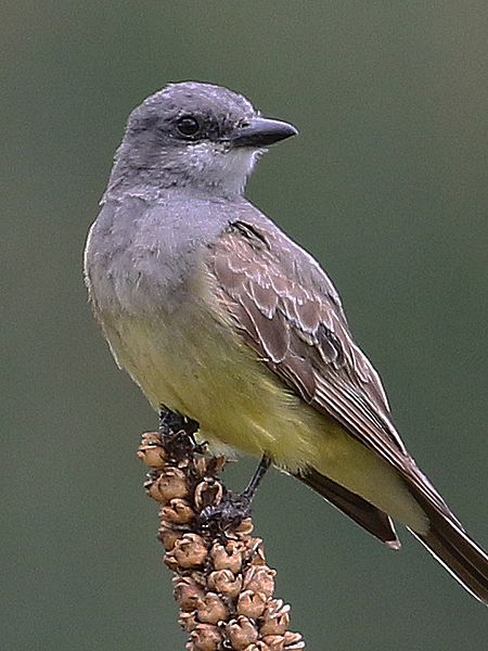 File:John Cassin's Kingbird.jpg