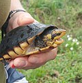 Thumbnail for White-lipped mud turtle