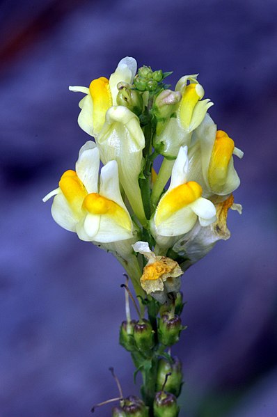 Archivo:Linaria-vulgaris 039a.jpg