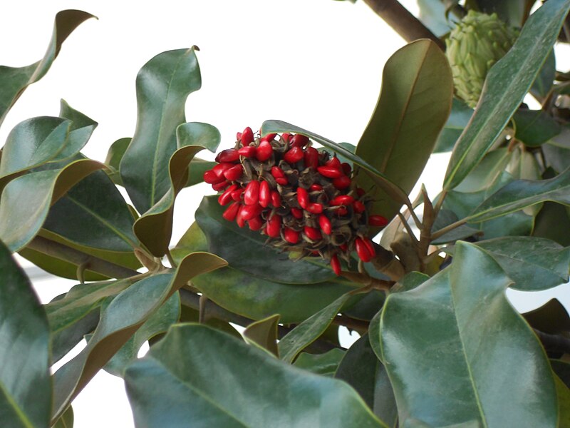 File:Magnolia Fruit (South America).JPG