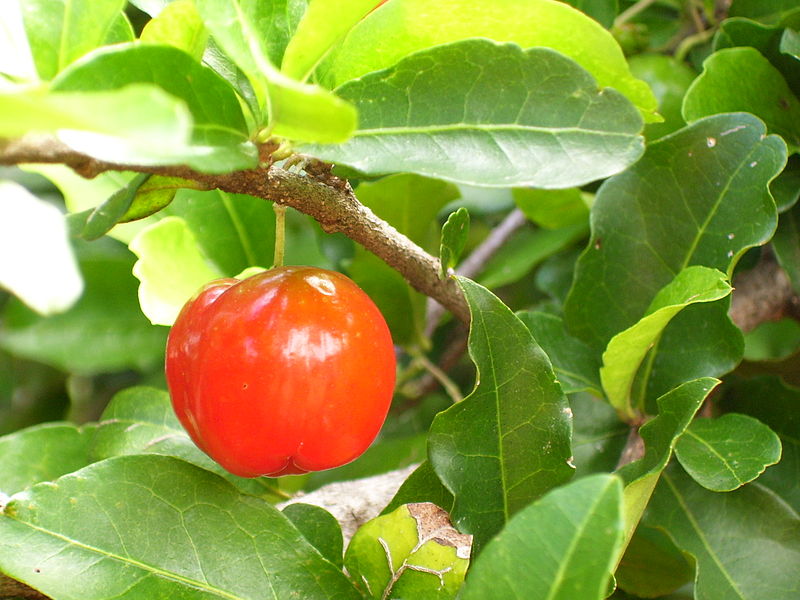 File:Malpighia glabra3.jpg