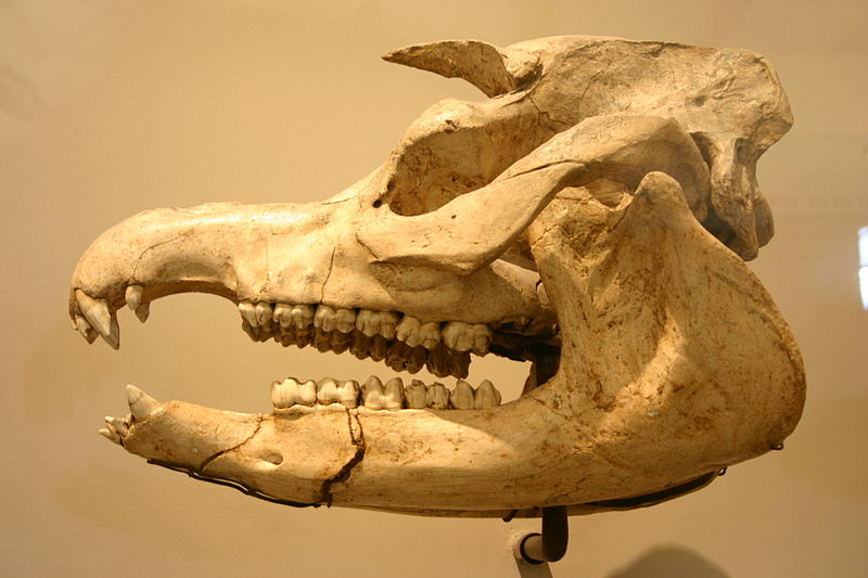 File:Megatapirus augustus.jpg