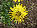 Osteospermum