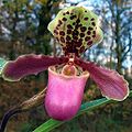 Paphiopedilum henryanum