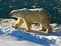 Polar bears, among the largest bears (consistent with Bergmann's rule), are vulnerable to global warming.