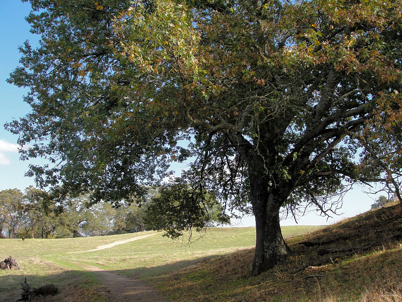 File:Quercus kelloggii Las Trampas.jpg