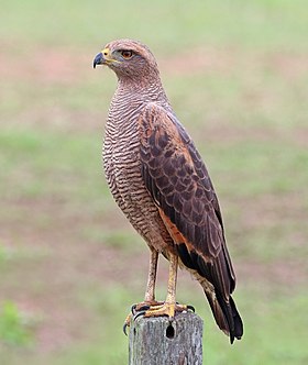 Savanna hawk