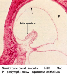 Semicircular canal - ampulla.png