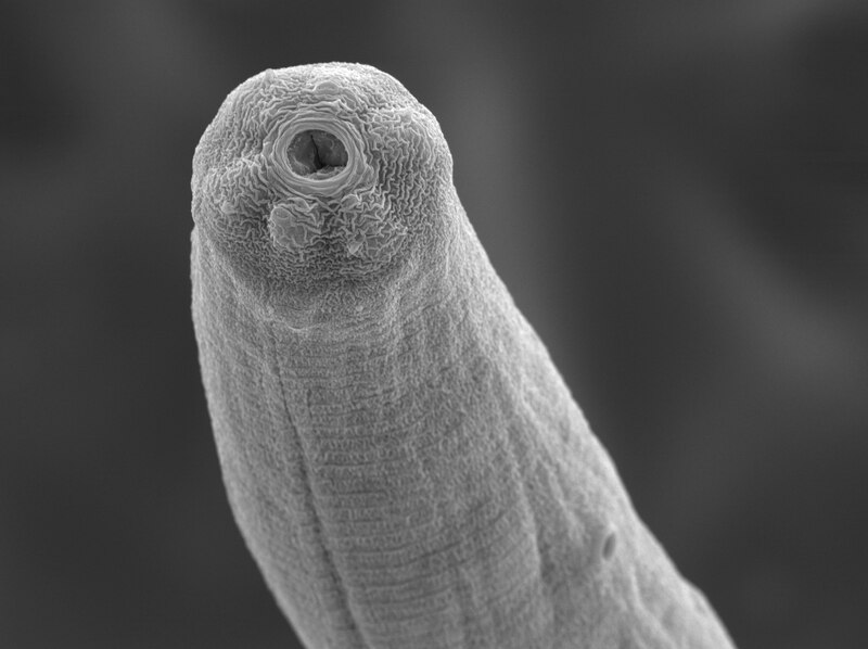 File:Steinernema carpocapsae SEM.tif