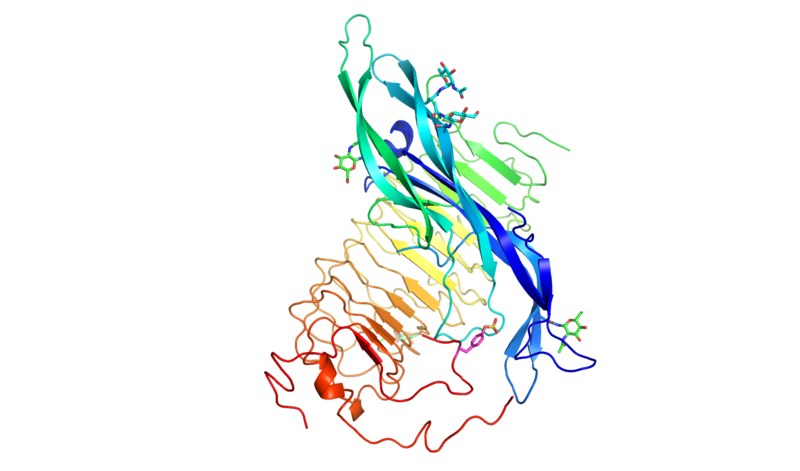 File:Structure of FSH-FSHRED.png