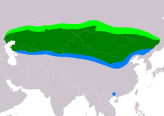 Distribución de Syrrhaptes paradoxus