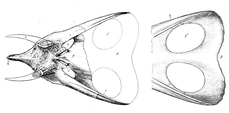 File:Torosaurus skulls.jpg