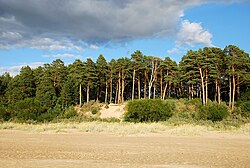 Sand beach lined with pine trees at Narva-Jõesuu.