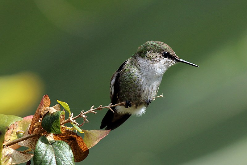 File:Vervain hummingbird (Mellisuga minima).jpg