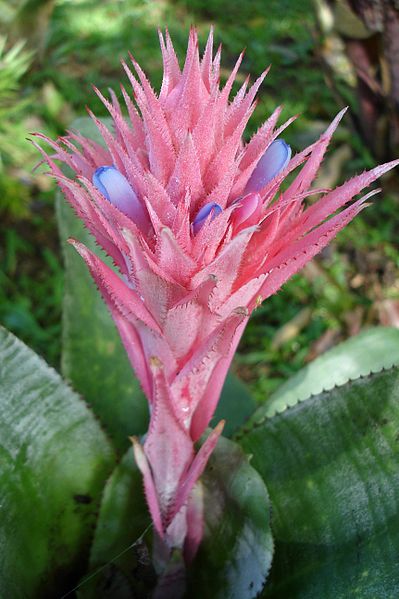 Archivo:Aechmea fasciata inflorescence.jpg