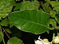 Leaf