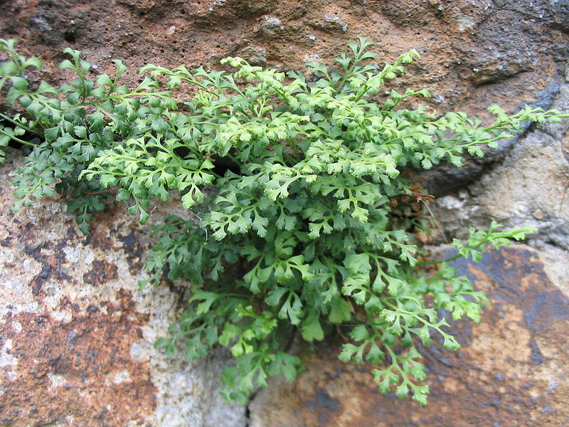 Файл:Asplenium ruta muraria2.jpg