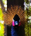 Grey crowned crane in captivity, kolkata zoo