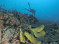 Scuba diver and sponges, Cane Bay wall